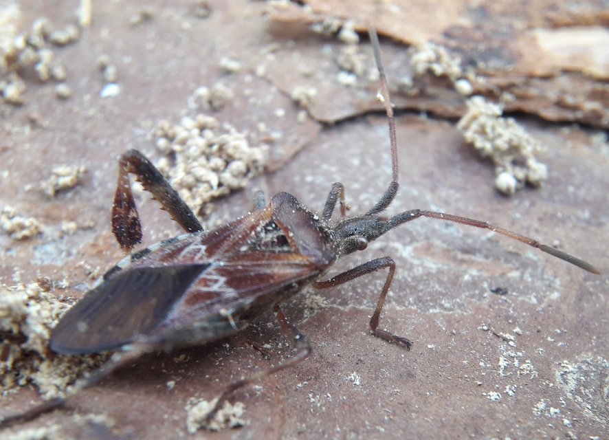 Leptoglossus occidentalis - nyugati levéllábú poloska