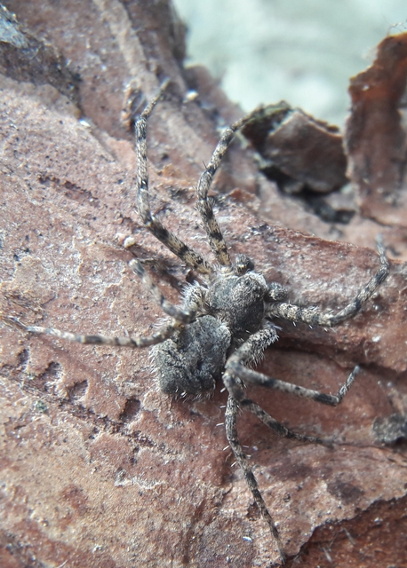 Philodromus margaritatus - bükkfa-fürgekarolópók