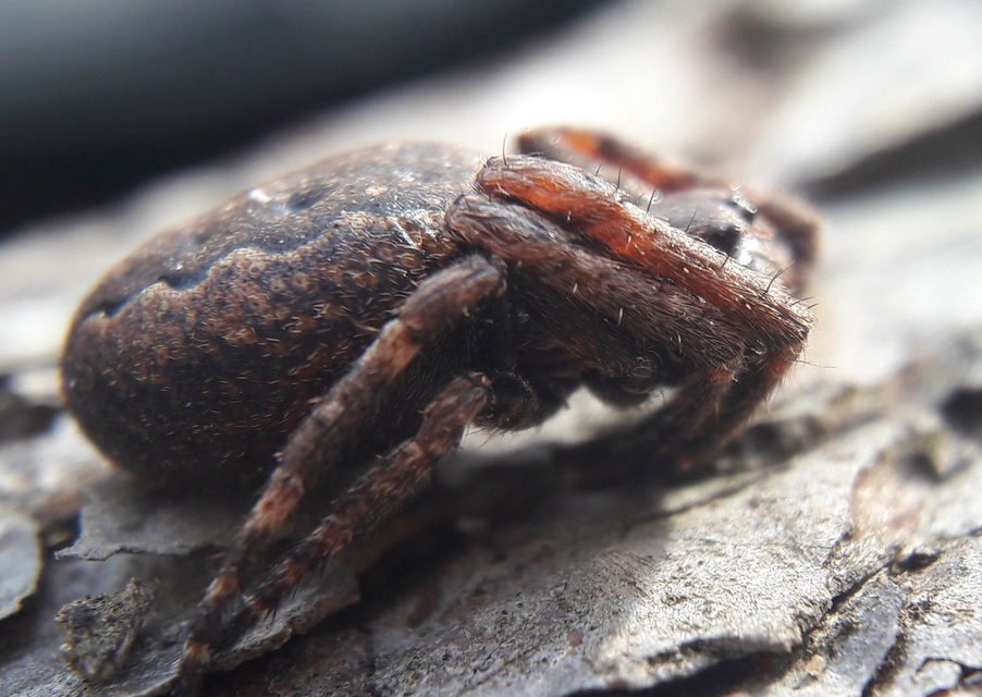 Nuctenea umbratica - közönséges rés-keresztespók