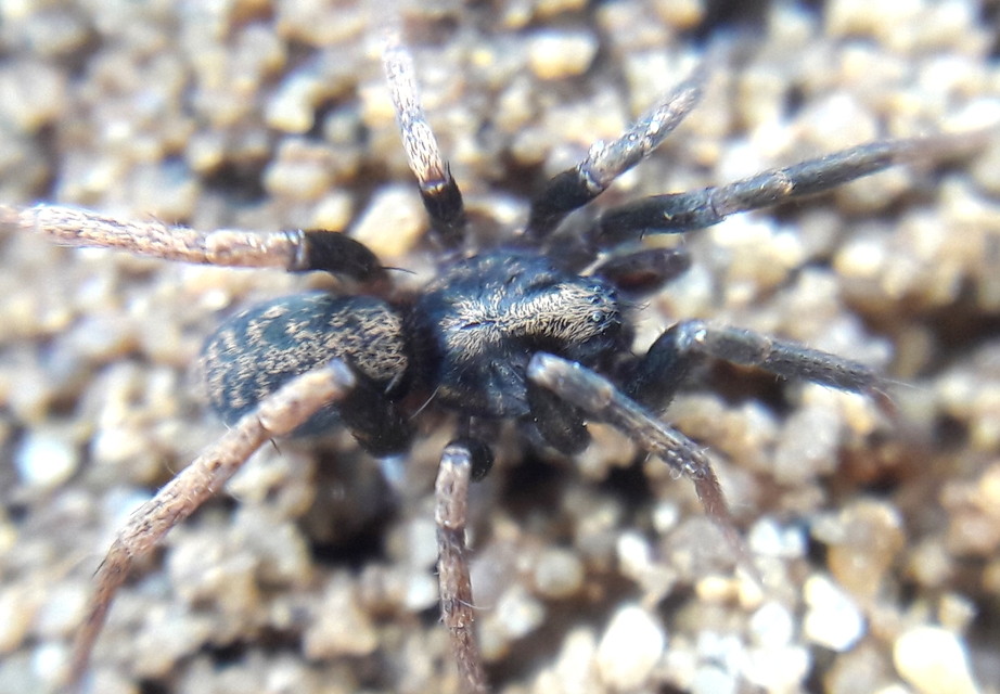Agroeca cuprea
