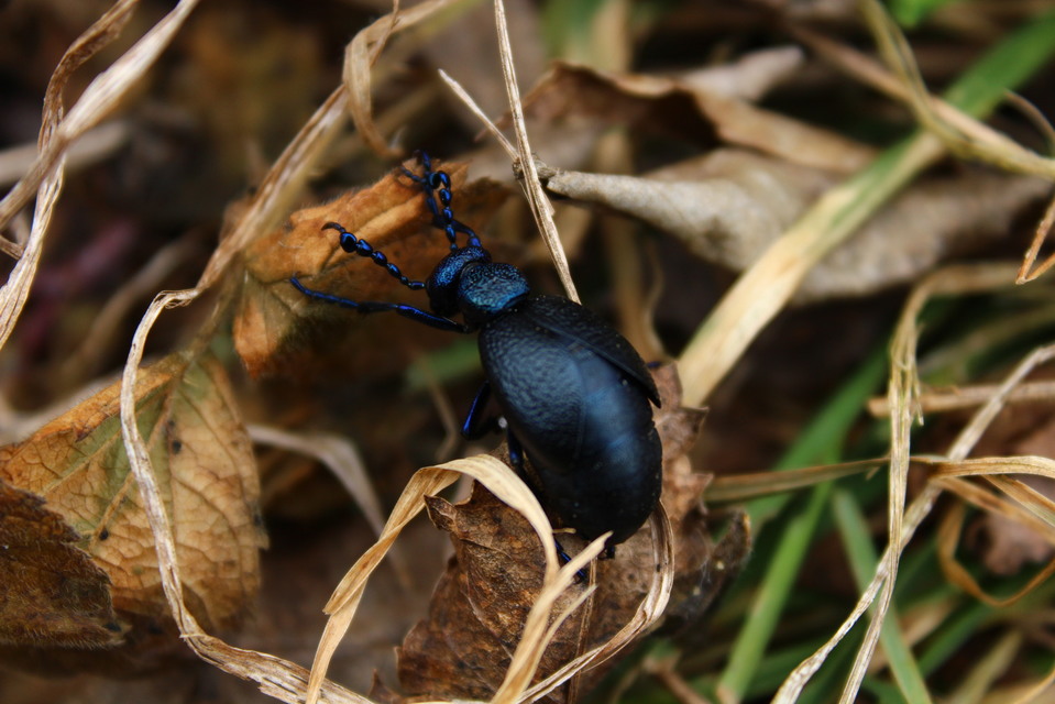 Meloe proscarabaeus - közönséges nünüke