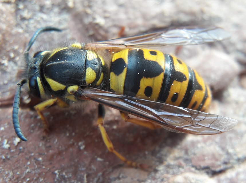 Vespula germanica - német darázs