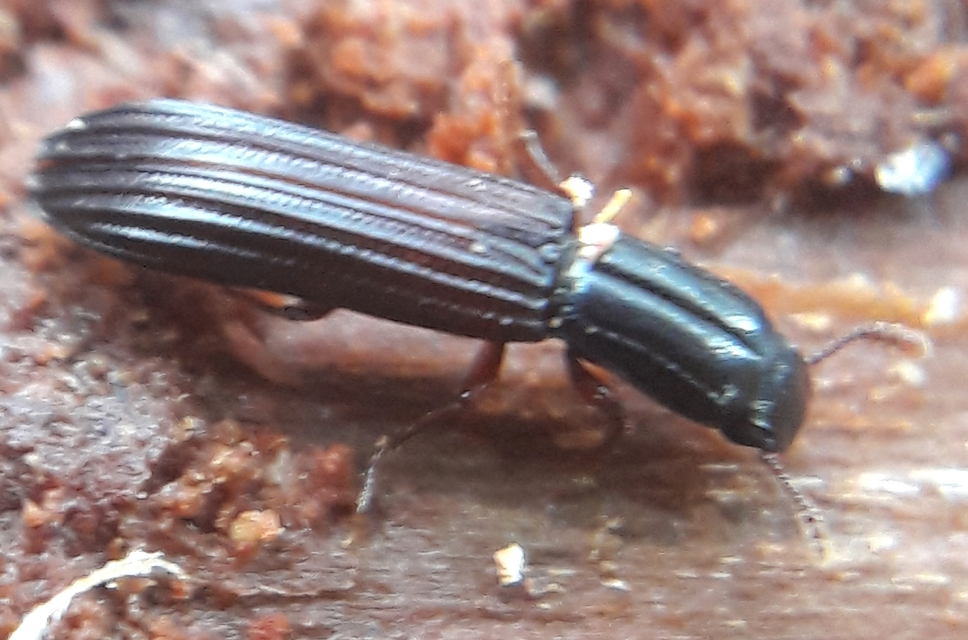 Colydium elongatum - ösztövér héjbogár
