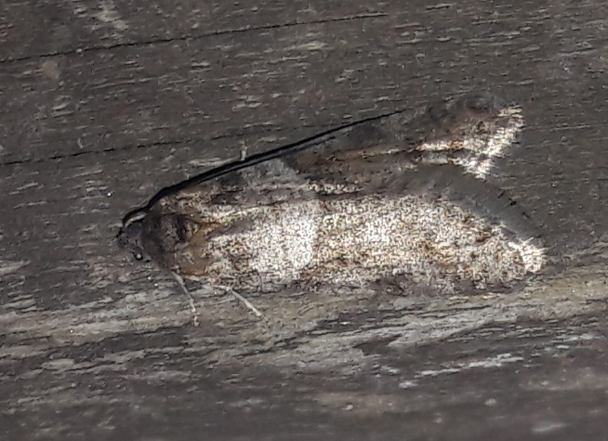 Tortricodes alternella - tavaszi sodrómoly