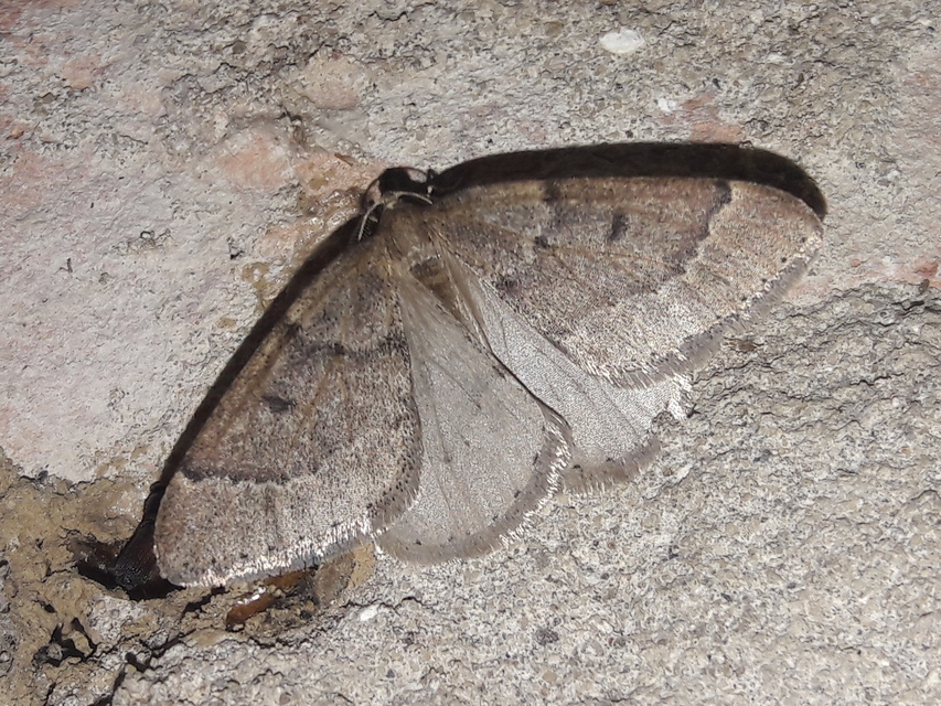 Theria rupicapraria - tavaszi kökényaraszoló