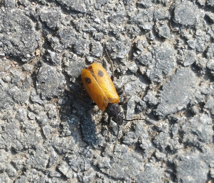 Apalus bimaculatus - kétfoltos élősdibogár