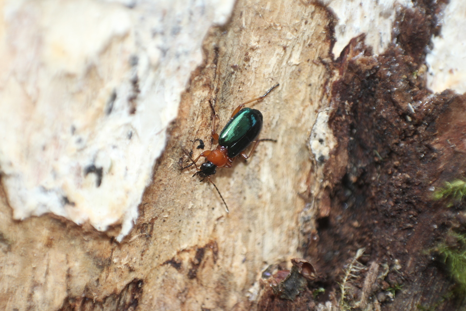Lebia chlorocephala - díszes cserjefutó