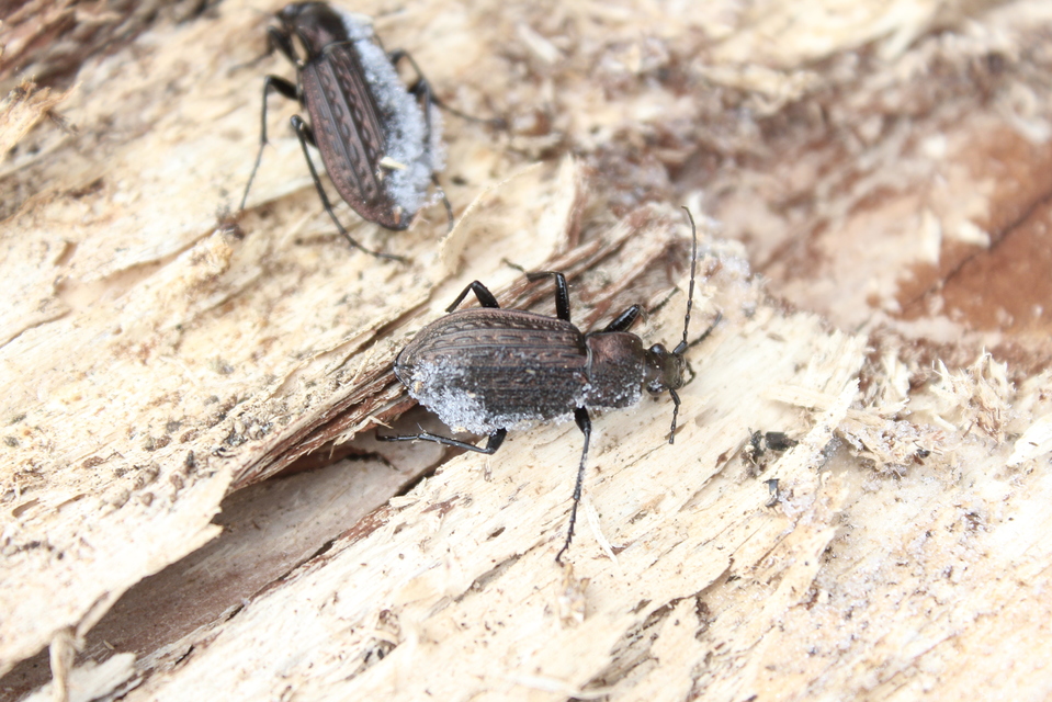 Carabus granulatus - mezei futrinka