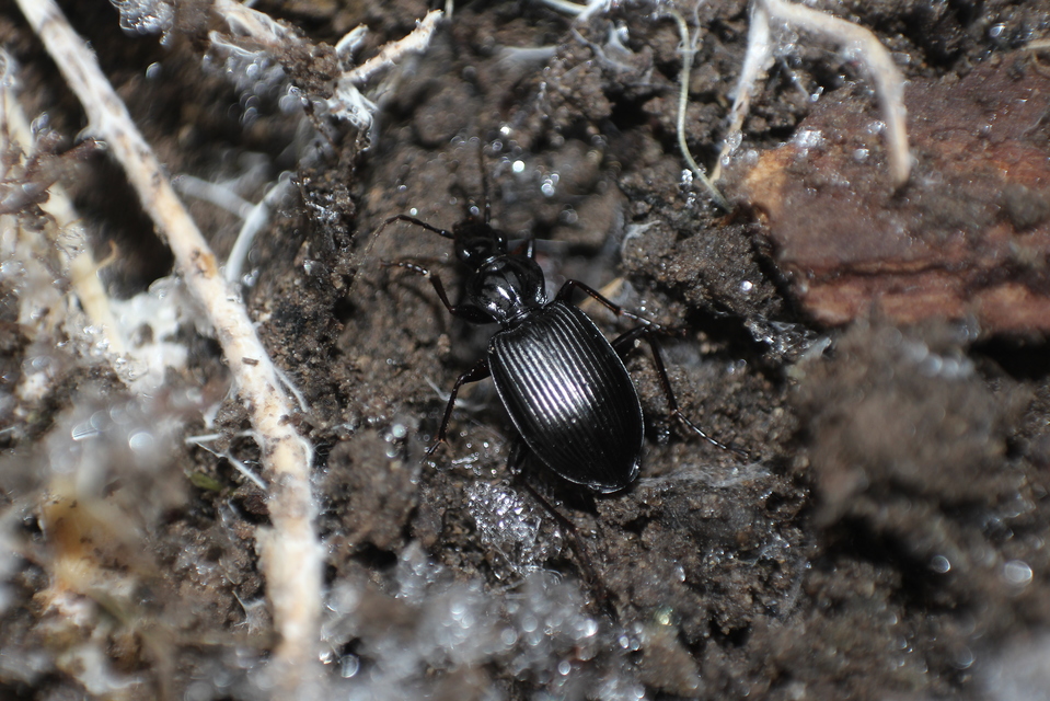Limodromus assimilis - vöröslábú kisfutó