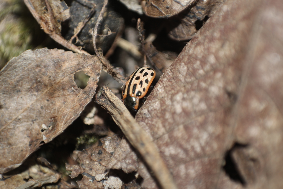 Chrysomela vigintipunctata - húszfoltos fűzlevelész
