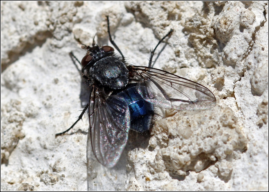 Calliphora