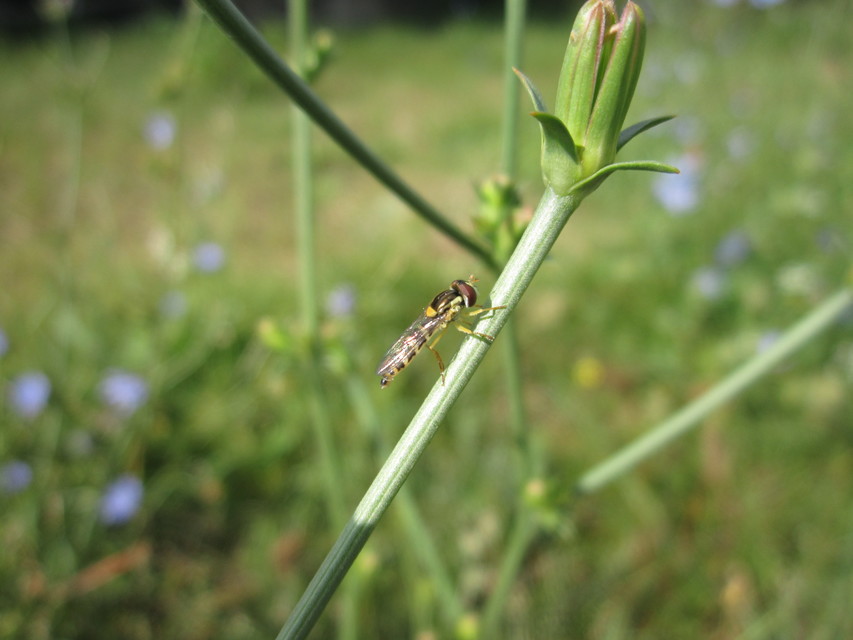 Sphaerophoria