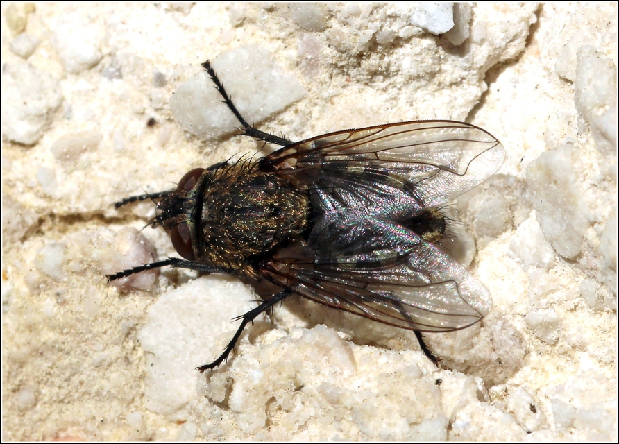Pollenia