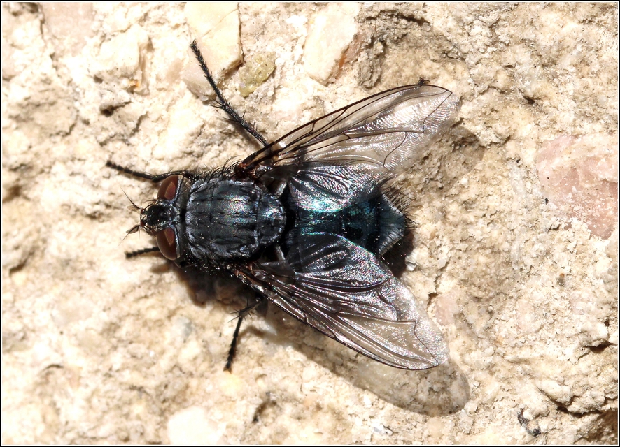 Calliphora