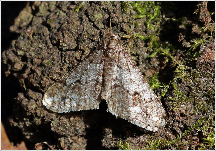 Agriopis leucophaearia - tölgy-tavasziaraszoló