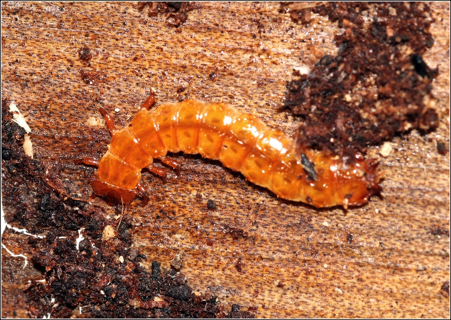 Cucujus cinnaberinus - skarlátbogár