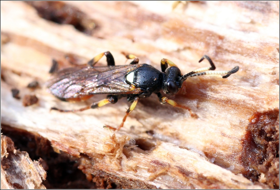 Ichneumoninae