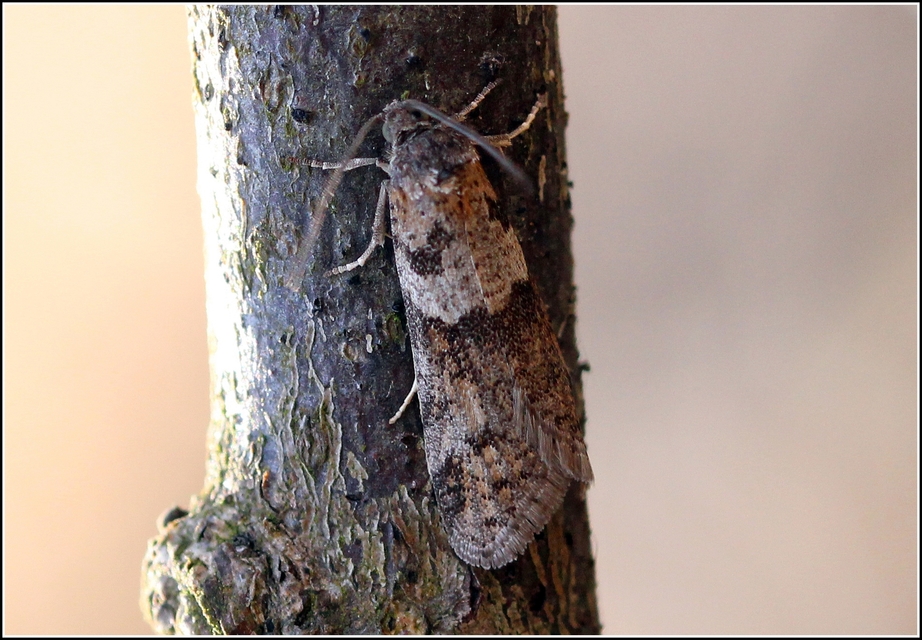 Tortricodes alternella - tavaszi sodrómoly