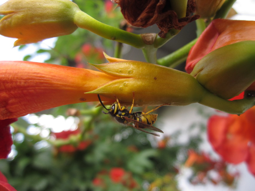 Vespula germanica - német darázs