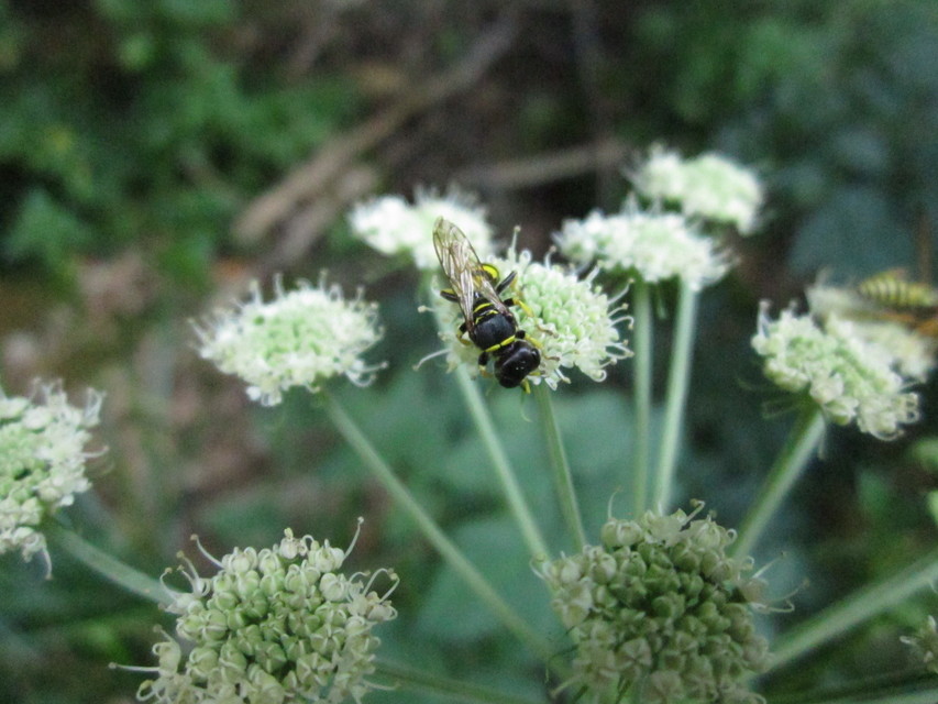Crabronidae - szitásdarazsak