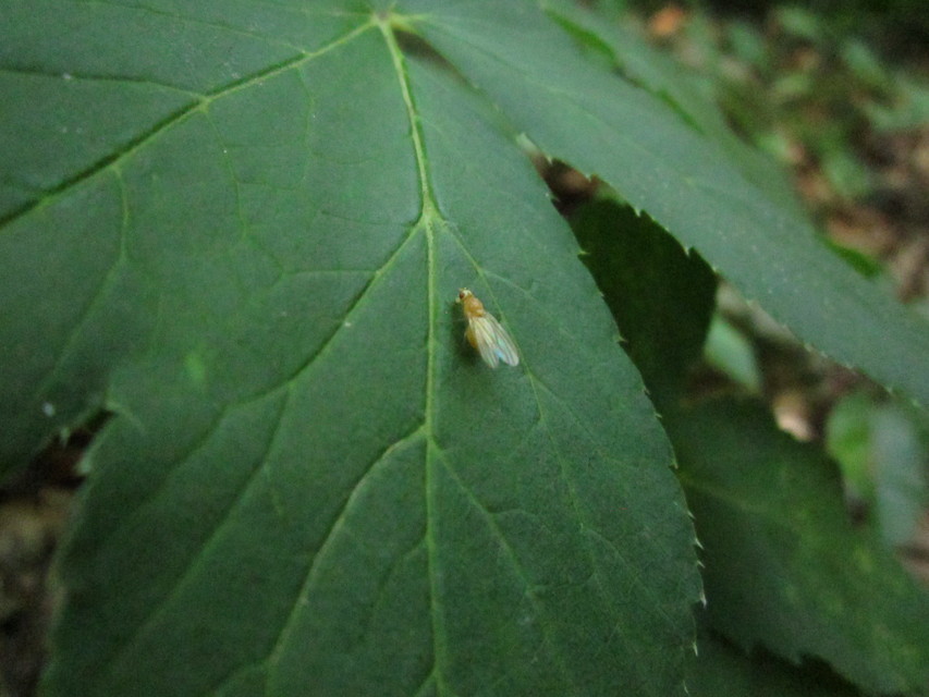 Lauxaniidae - pudvalegyek
