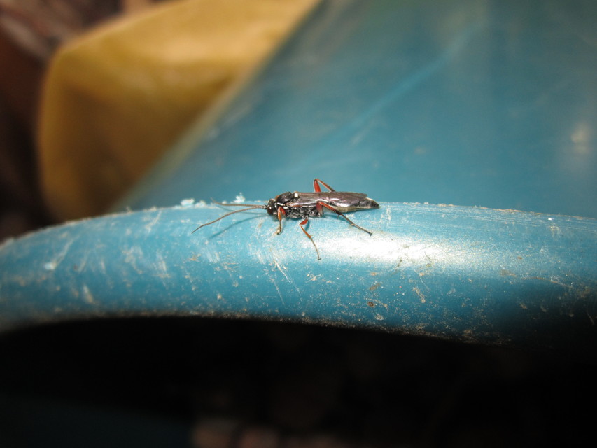 Ichneumoninae