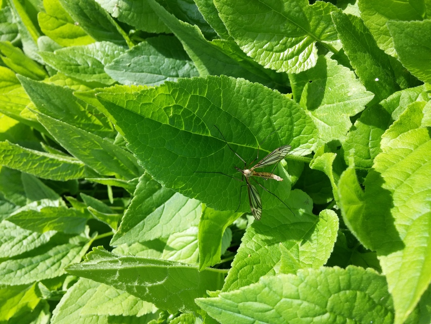 Tipula