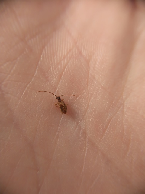Ptinus fur - közönséges tolvajbogár