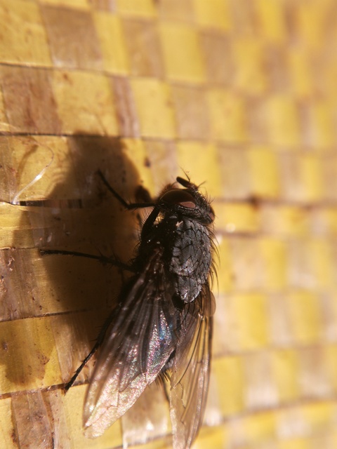 Calliphoridae - dongólegyek