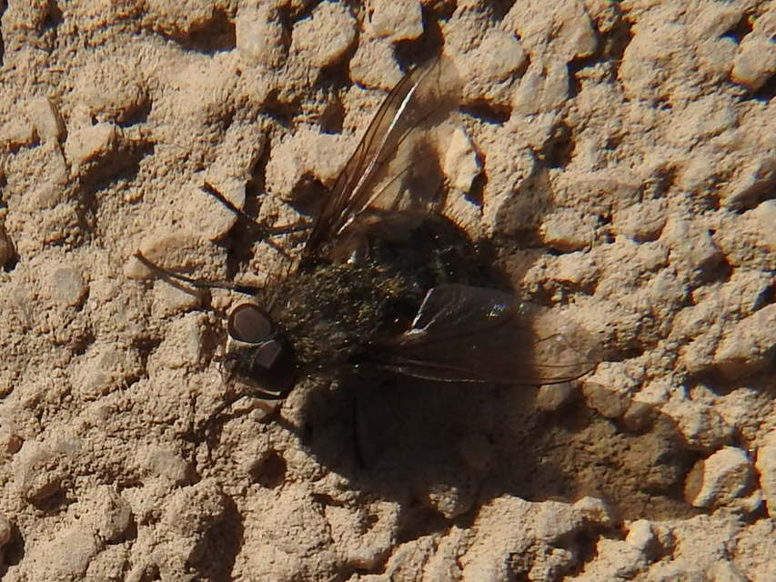 Pollenia