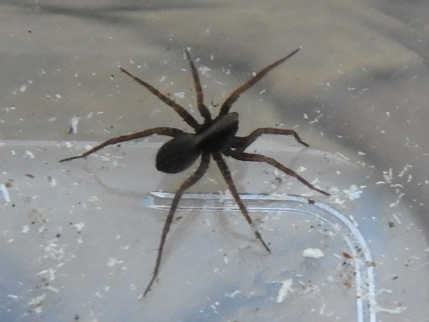 Pardosa