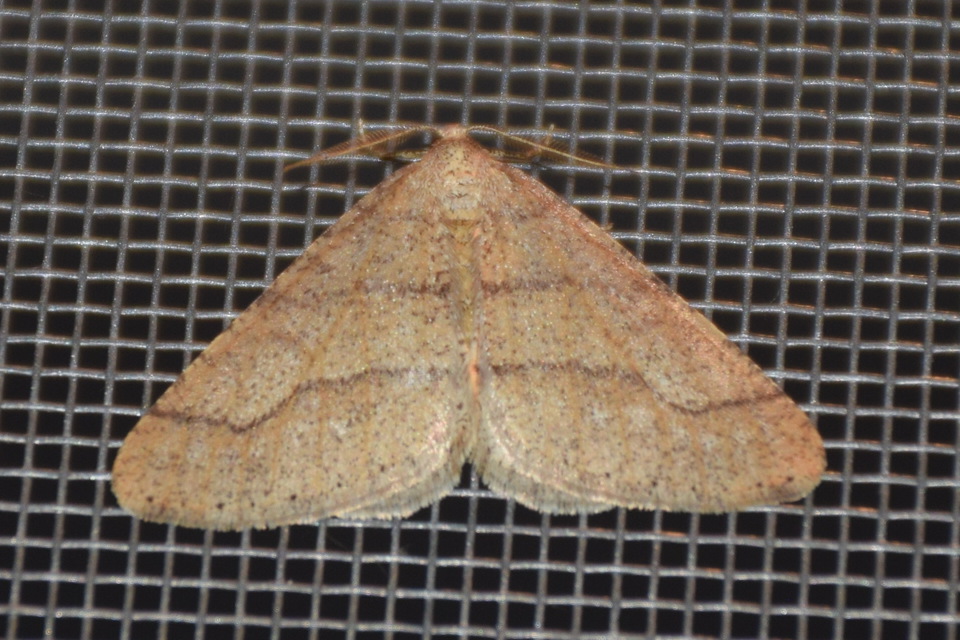 Agriopis marginaria - sárgás téliaraszoló