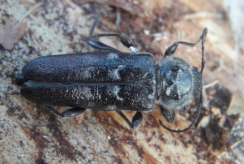 Hylotrupes bajulus - házicincér