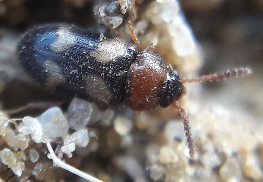 Mycetophagus fulvicollis - sárganyakú gombabogár