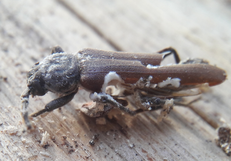 Arhopalus rusticus - gödrösnyakú cincér