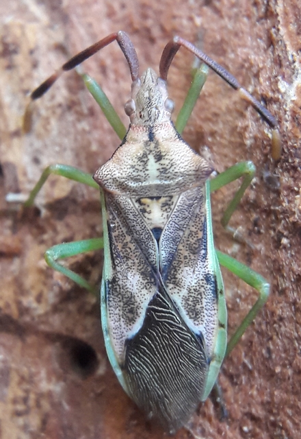 Gonocerus juniperi - boróka-karimáspoloska