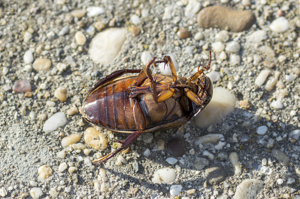 Dytiscus dimidiatus - tompacsípős csíkbogár