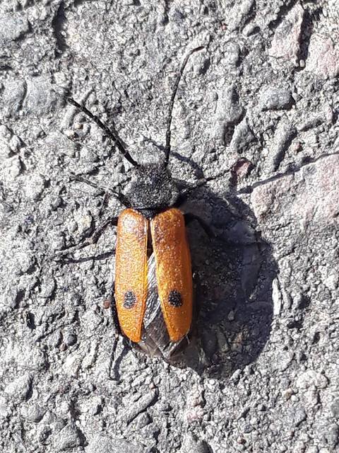 Apalus bimaculatus - kétfoltos élősdibogár