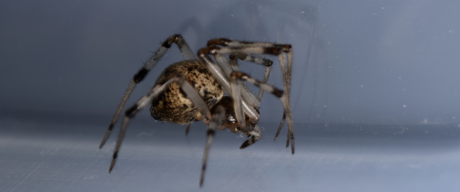 Parasteatoda tepidariorum - üvegházi törpepók