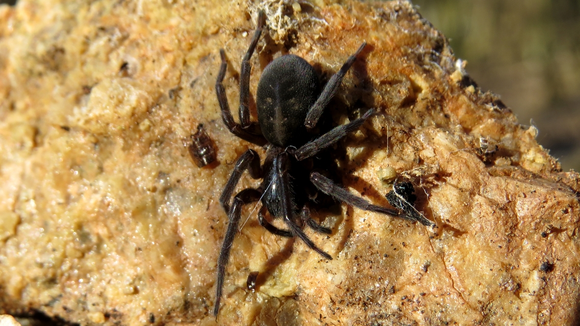Amaurobius ferox - nagy eretnekpók