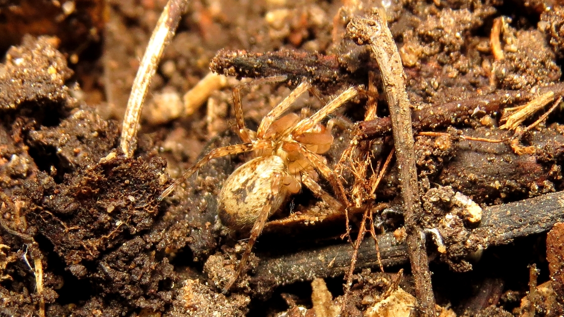 Anyphaena accentuata - jegyespók