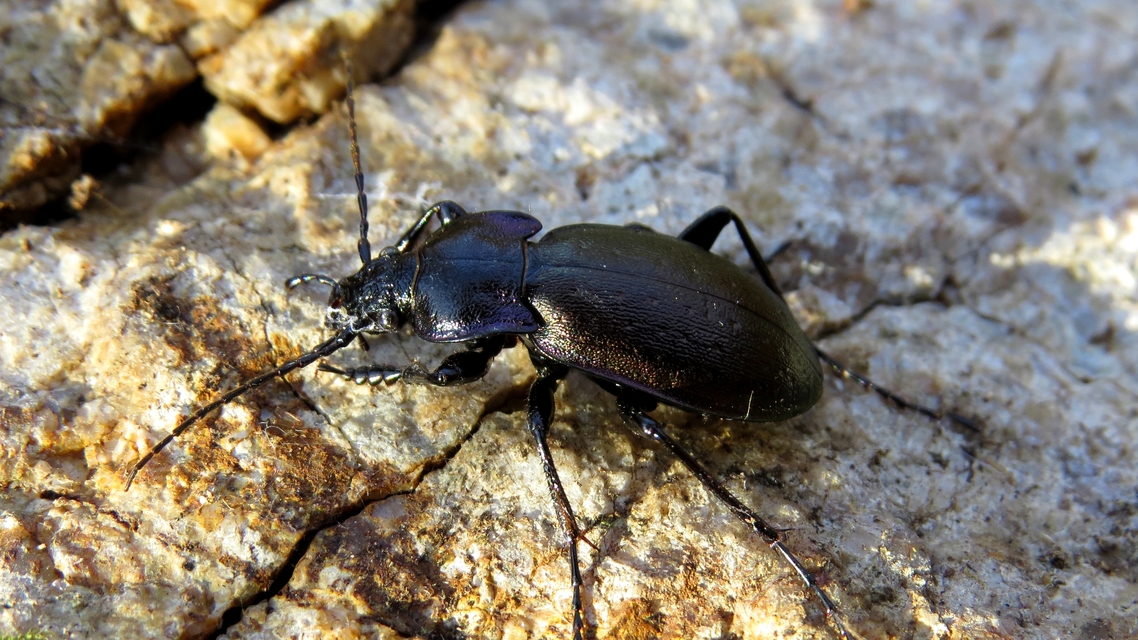 Carabus nemoralis - ligeti futrinka