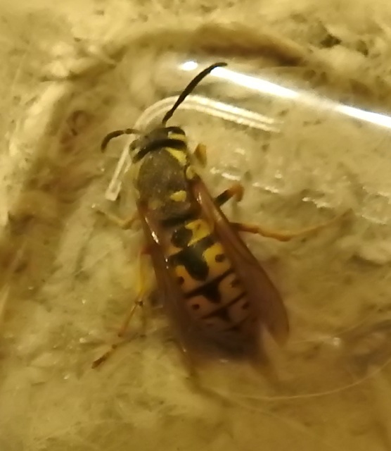 Vespula germanica - német darázs