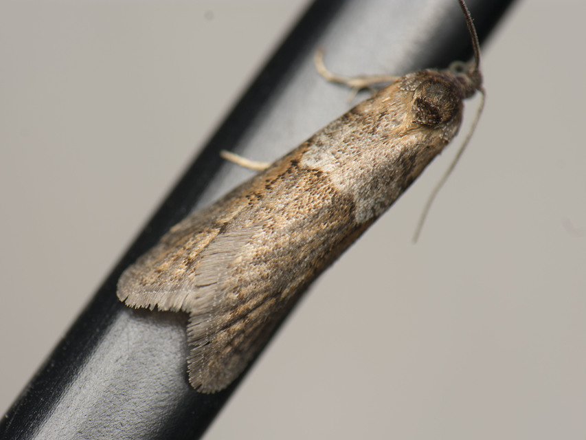 Tortricodes alternella - tavaszi sodrómoly