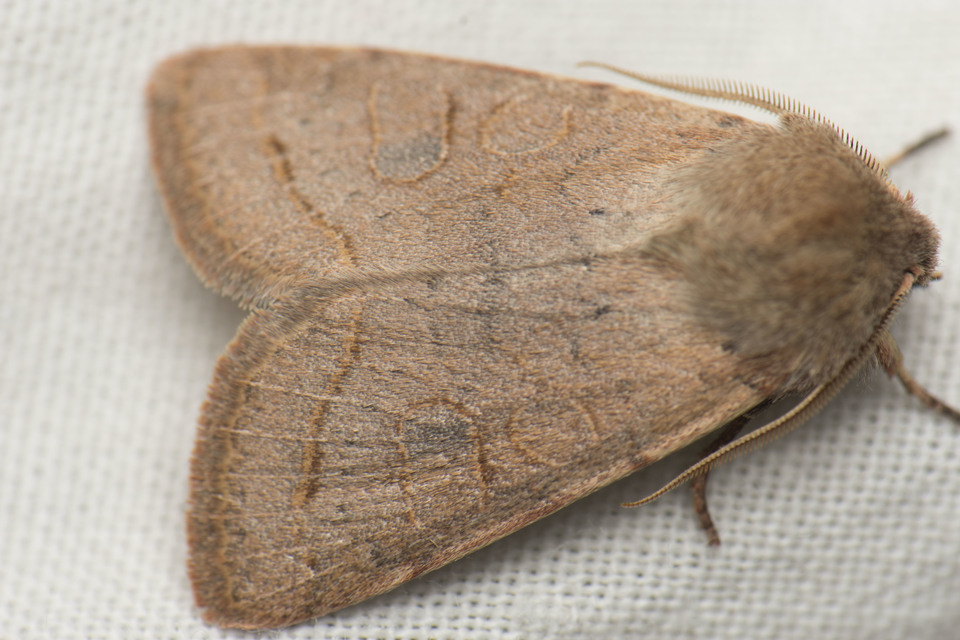 Orthosia cerasi - közepes barkabagoly