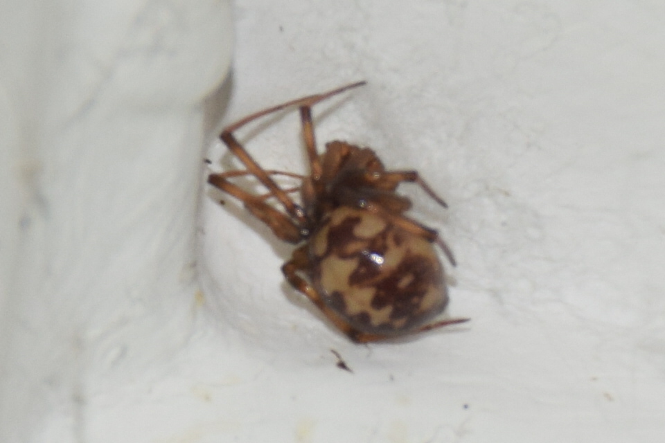 Steatoda triangulosa - háromszöges faggyúpók