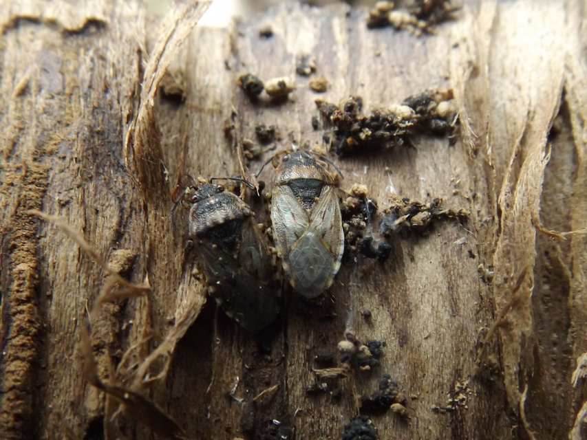 Platyplax salviae - zsályabodobács