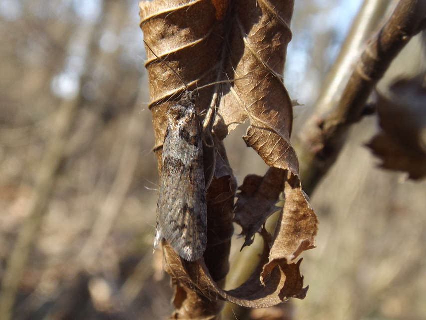 Tortricodes alternella - tavaszi sodrómoly