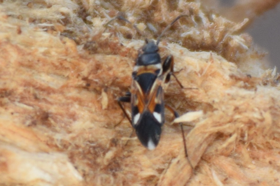 Raglius alboacuminatus - tarka díszesbodobács