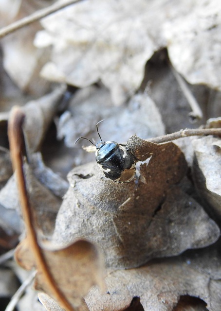 Tritomegas bicolor - foltos földipoloska